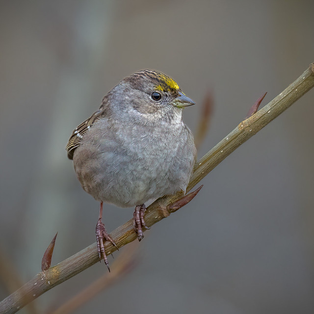 Golden-crowned Sparrow 20230121_4567