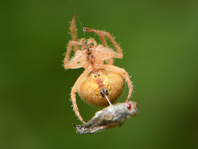 Orb-Weaver Spider wrapping its prey