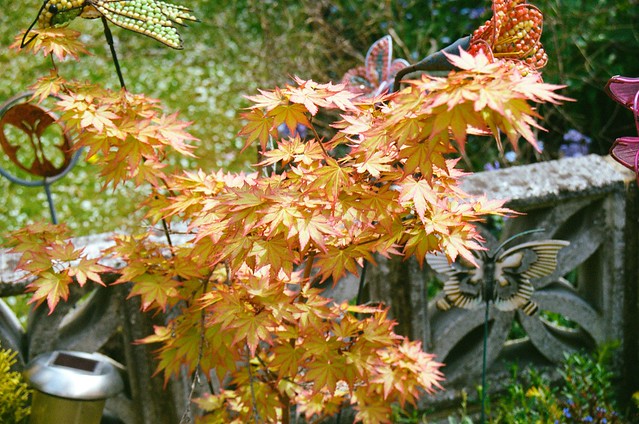 Yellow Japanese Maple