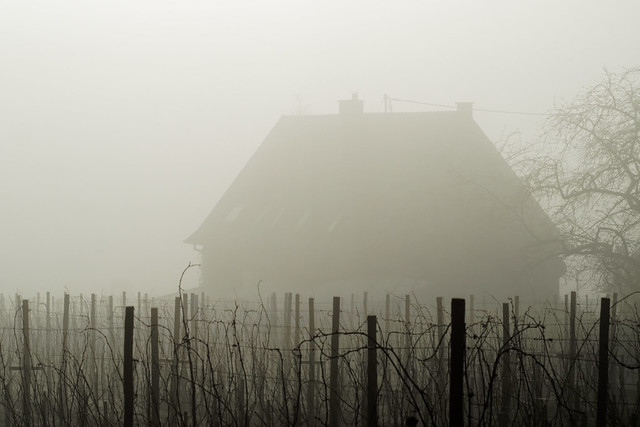 Misty house
