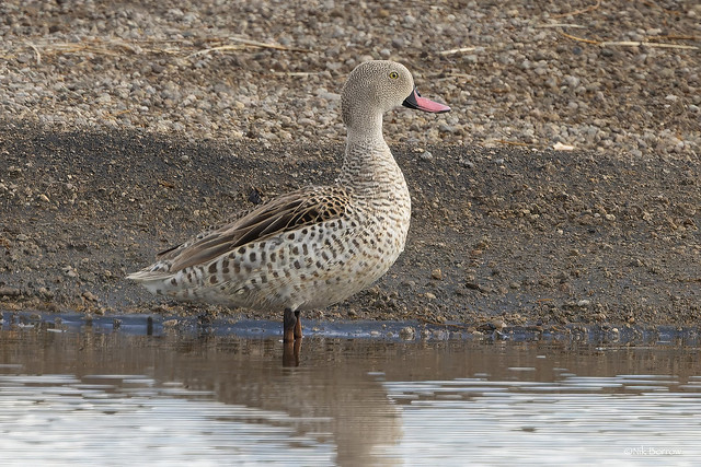 Cape Teal Anas capensis