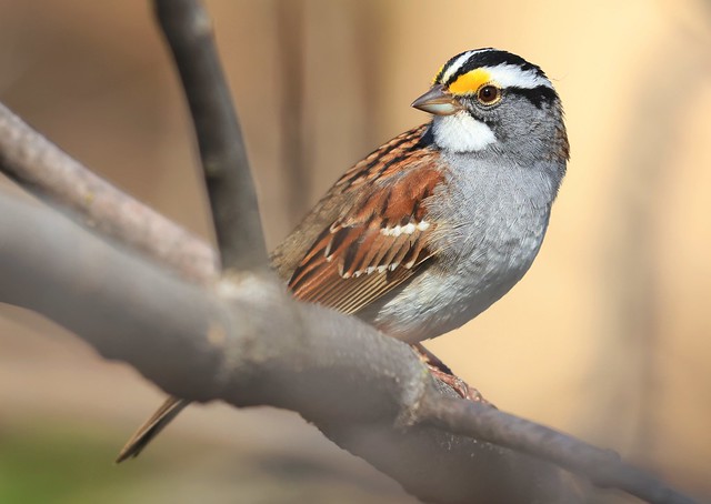 white-throated sparrow at Lake Meyer Park IA 116A7696