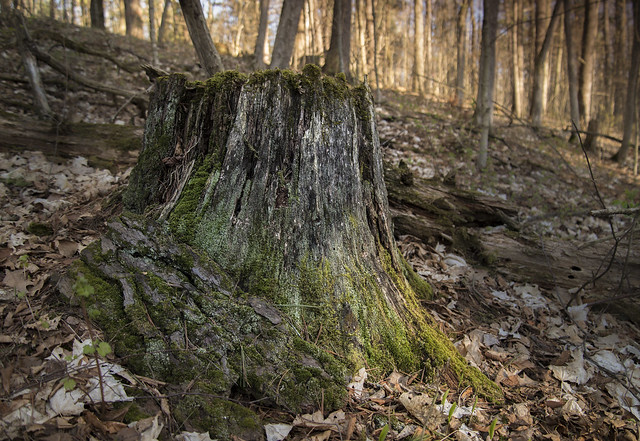 An ancient stump in the woods.