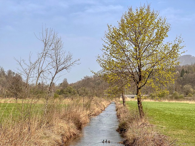 Trees along Gießenbach creek with ducks in spring near Oberaudorf in Bavaria, Germany