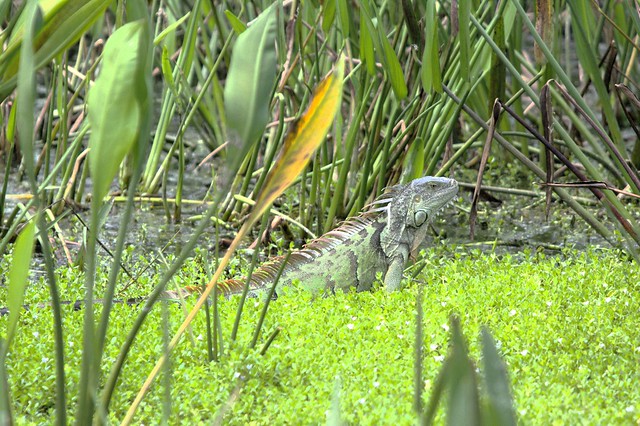 Boynton Beach, FL - Green Cay Wetlands - Green Iguana