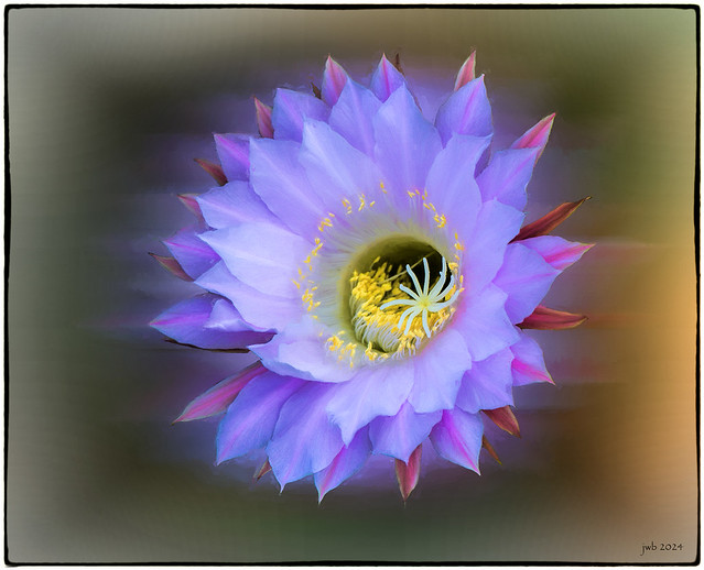 Cactus Flower - Paint