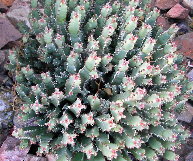 African Spurge Cactus
