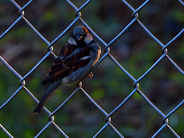 Sparrow At Sunset