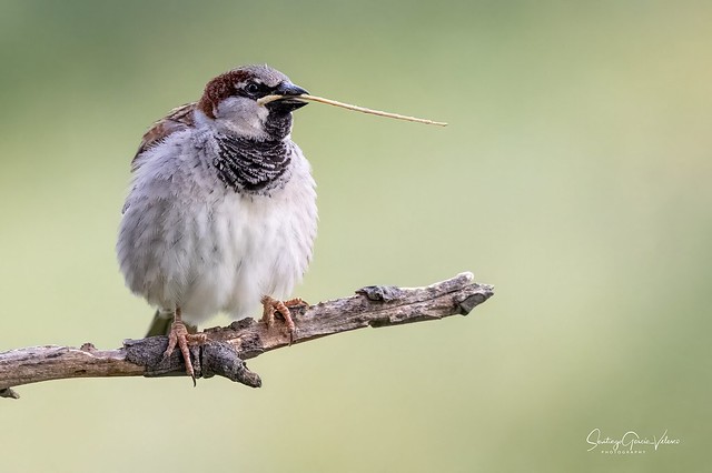 Gorrión común / House Sparrow (Passer domesticus)