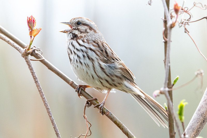 song-sparrow-1160