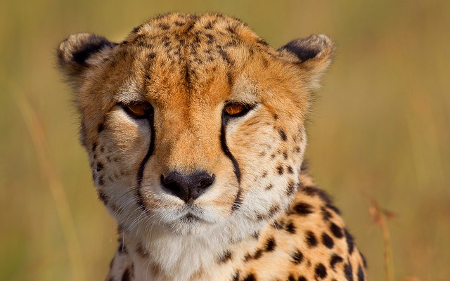 Gepard, Cheetah