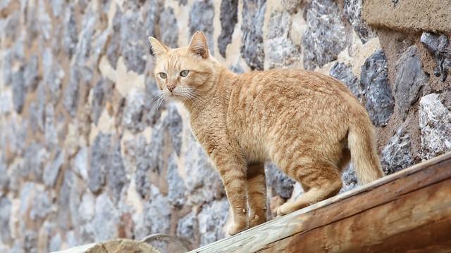 Straßenkatze - stray cat