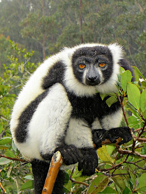 Black and White Ruffed Lemur, Madagascar