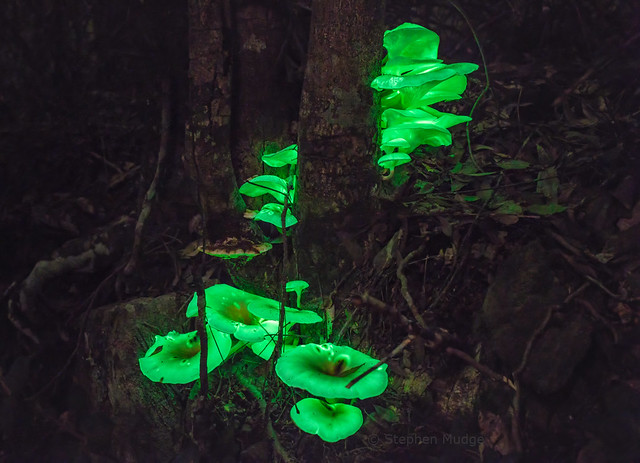 Bioluminescent Ghost Fungi