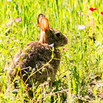 Rabbit 2019 06 02 03 Stansberry Lake, Washington 2019