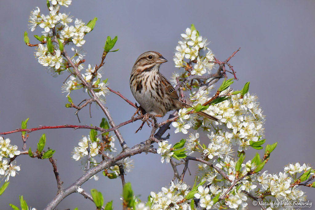 Song Sparrow Black-capped Chickadee on Prunus americana (Wild Plum) - native to MN