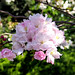 Japon süs kirazı Sakura Flower