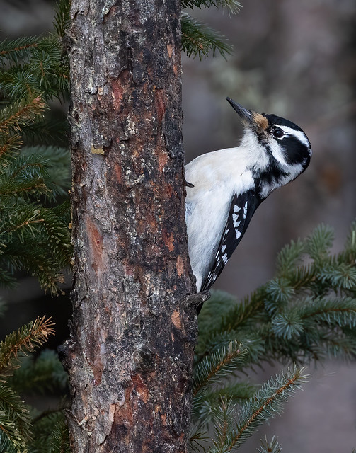 Hairy Woodpecker in the Forest