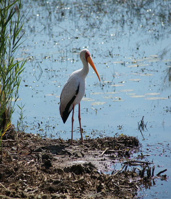 Yellow Billed Stork, Pilanesberg National Park, North West Province, South Africa. 25.04.2024.