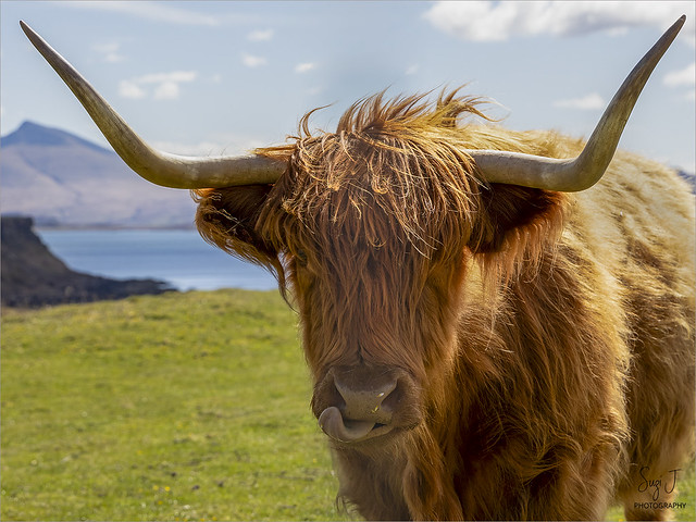 Highland Cow (SUZ_5496)