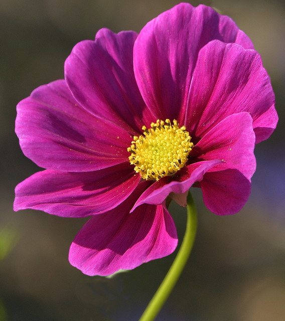 2024 Lavender Pink Cosmos in the Sun