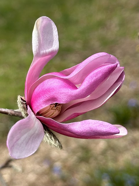 Pink spring