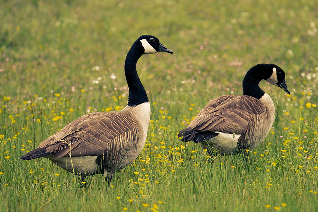 geese in the field