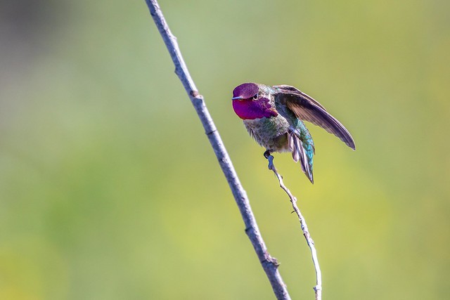 05 Hummingbird
