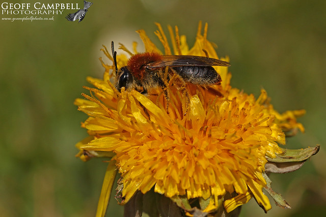 Andrena haemorrhoa (Orange-tailed Mining Bee/Early Mining Bee)
