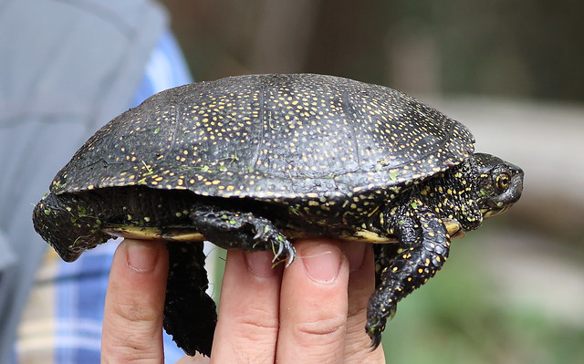 pond turtle