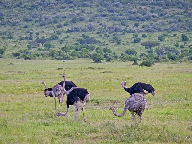 Struthio camelus / Struzzo /  Common ostrich