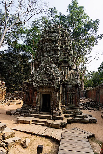 Unterwegs in Kambodscha: Auf dem Weg zum Ta Prohm Tempel und im Ta Prohm Tempel (Tomb Raider Tempel) Tempel im März 2024
