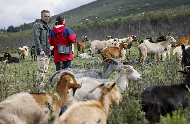 La Comunidad de Madrid aplica tecnología avanzada en el pastoreo para la prevención de incendios forestales