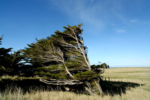 Prevailing wind