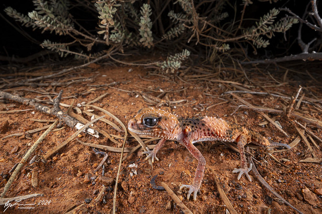 Southern banded knob-tail gecko