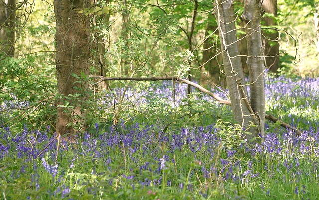 Sorry, more bluebells!