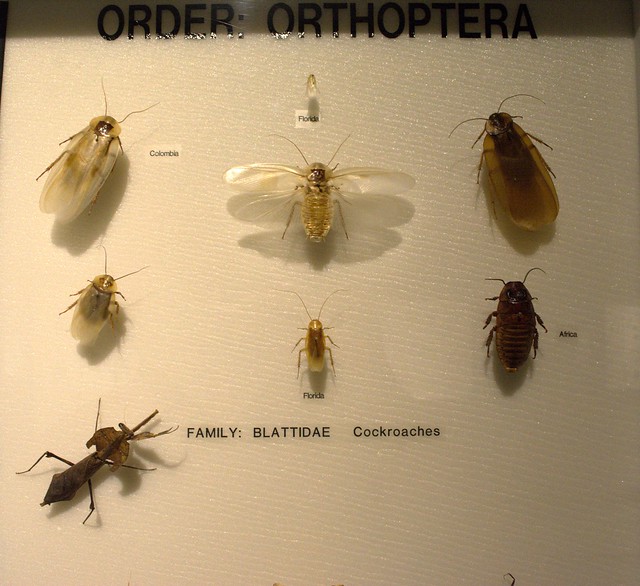 Coconut Creek, FL - Tradewinds Park - Butterfly World - Museum - Cockroaches
