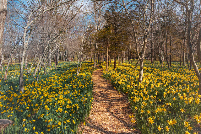 Fields of spring treasures