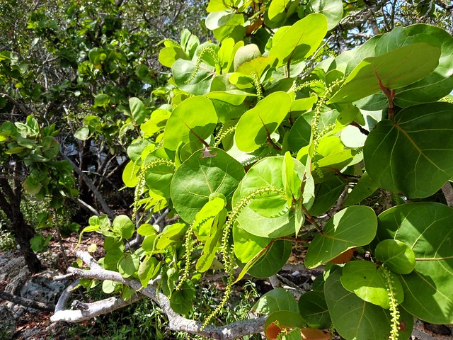 Biscayne National Park, FL - Sea Grape