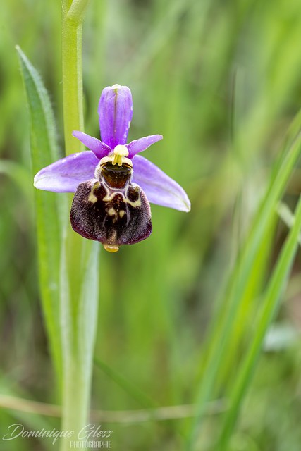 Ophrys frelon - Late spider orchid