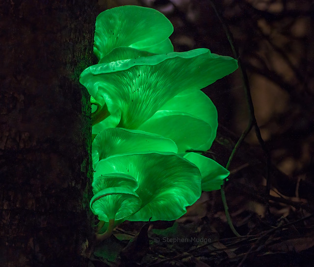 Bioluminescent Ghost Fungi