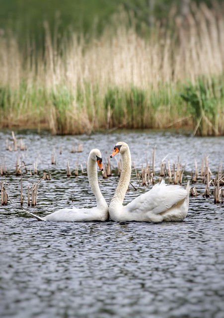 couple of white swans @Abdij van Park in Heverlee