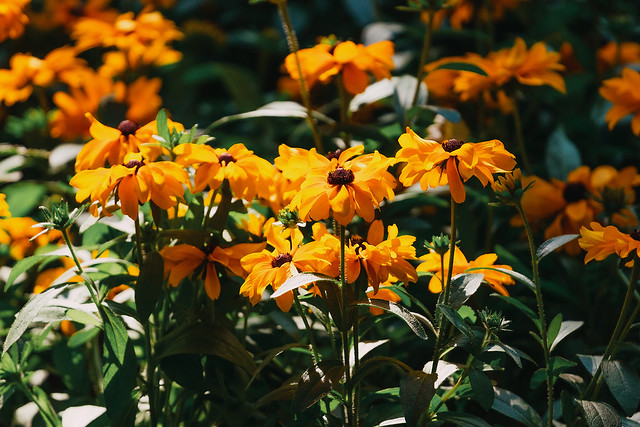 Orange flowers under the sun