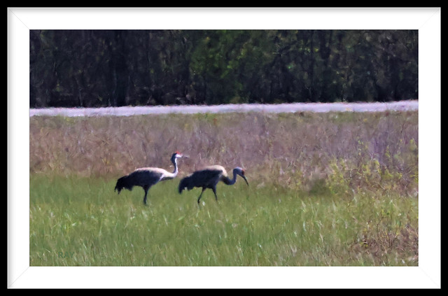 A pair of Sand Hill Cranes, Irwin Prairie State Preserve. Sorry about the picture quality, It's a little out of focus because I had to crop a lot.