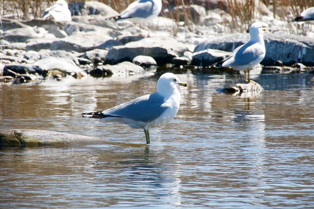 Ring-billed Gull on water in-front of shoreline of Bird-Island.