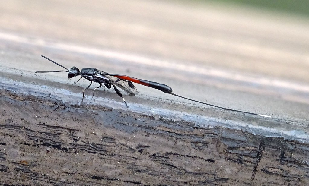 Gasteruption erythrostomum (female apocritan wasp)