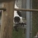 			<p><a href="https://www.flickr.com/people/19159227@N06/">Stan-the-Rocker</a> posted a photo:</p>
	
<p><a href="https://www.flickr.com/photos/19159227@N06/53679946562/" title="San Francisco Zoo - 042524 - 467 - Black-and-White Ruffed Lemur"><img src="https://live.staticflickr.com/65535/53679946562_ecb0f0555b_m.jpg" width="240" height="160" alt="San Francisco Zoo - 042524 - 467 - Black-and-White Ruffed Lemur" /></a></p>

<p></p>
