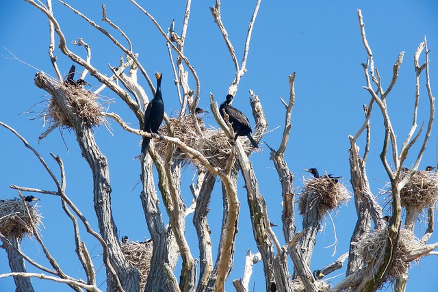 All Cormorant’s sitting on young birds all in large leaves.
