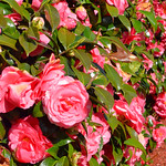 Very Rosy Rose Bush 