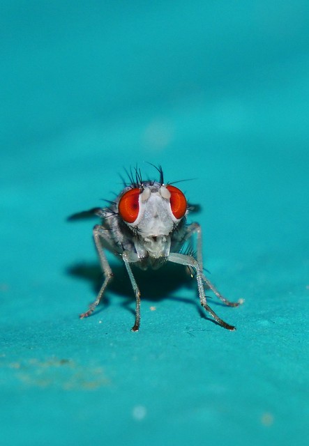 Whiskery Red eye White bustle fly Minettia sp Lauxaniidae Diptera Mandalay rainforest Airlie Beach P1033998